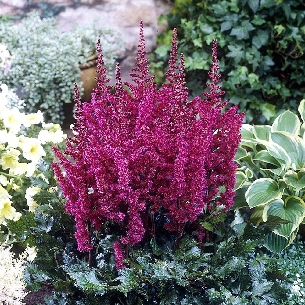 Astilbe chinensis 'Vision in Red'