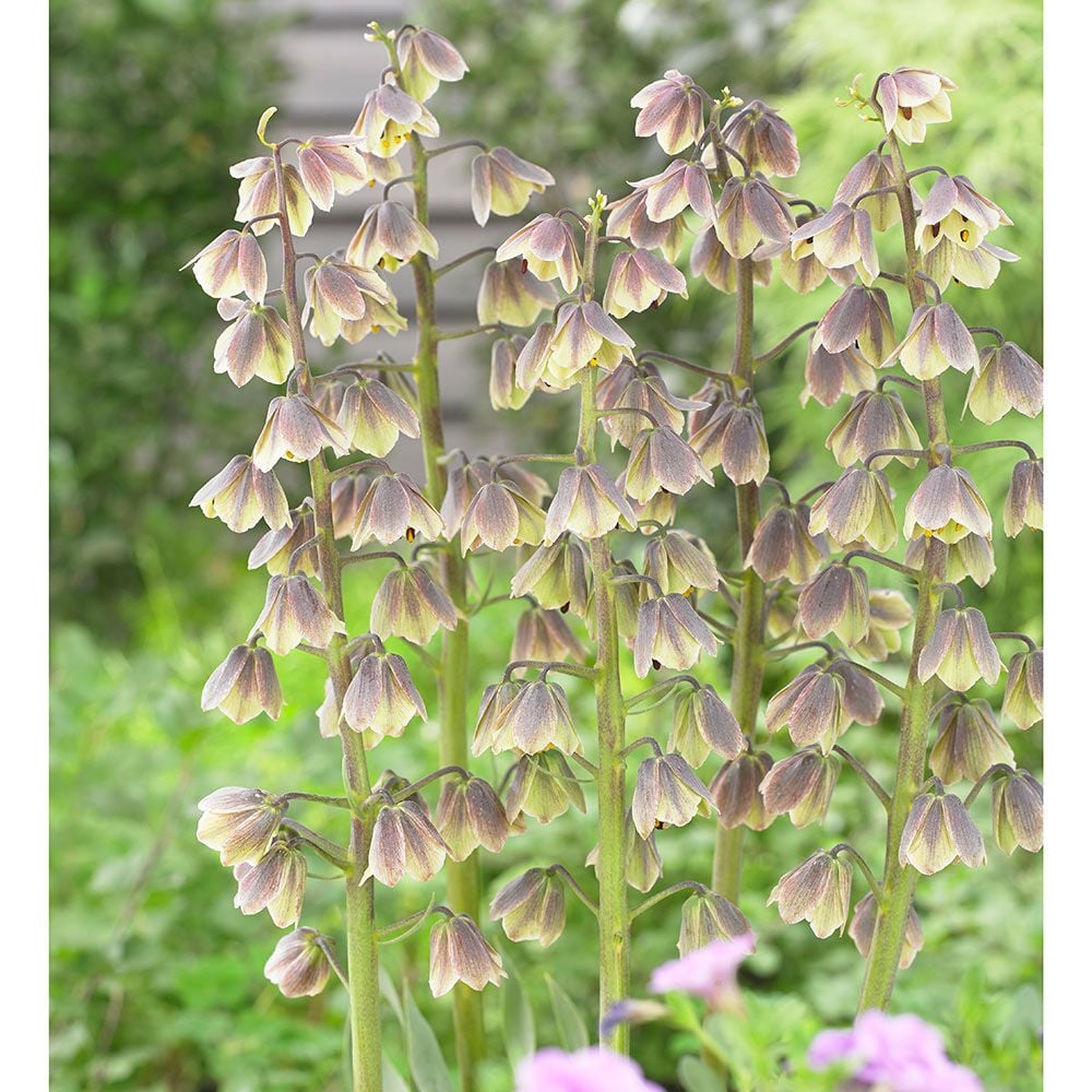 Fritillaria persica 'Green Dreams'