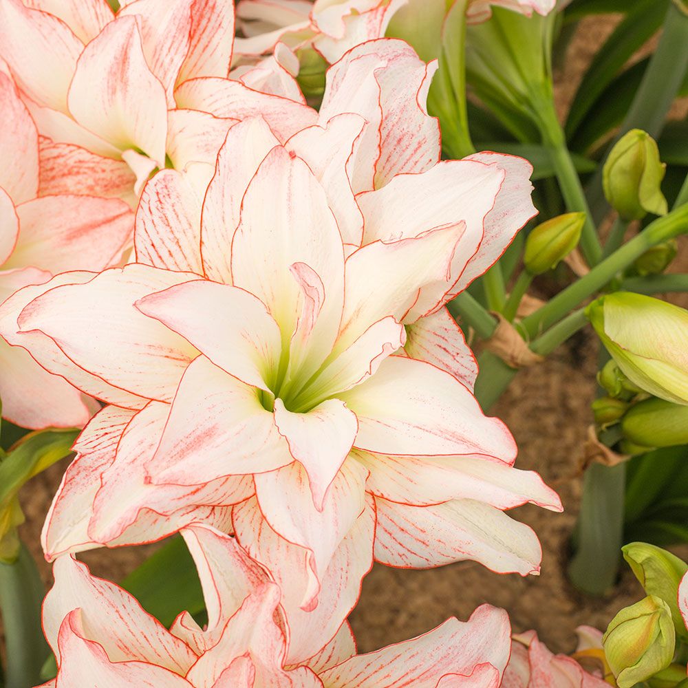 Amaryllis Aphrodite, 1 bulb, 11 1/2" hurricane vase, and clear gem