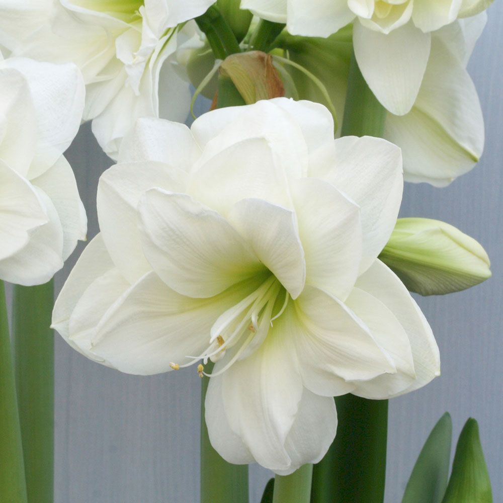 Amaryllis Alfresco White Flower Farm