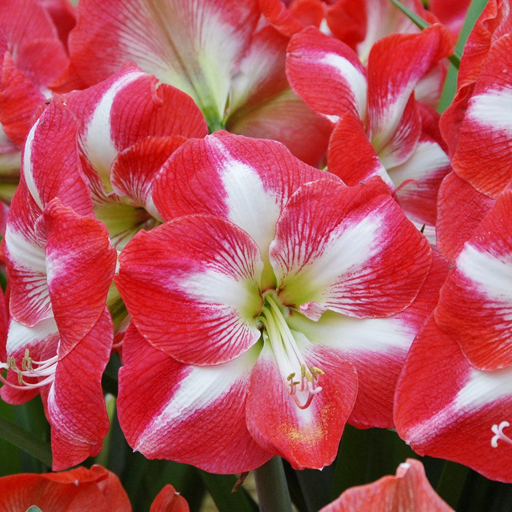 Amaryllis Monte Carlo | White Flower Farm