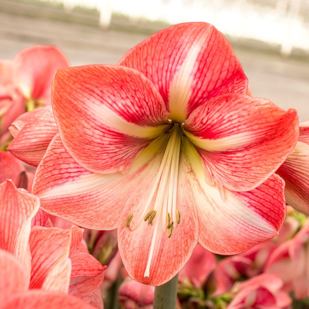 how do you store amaryllis bulbs for the winter