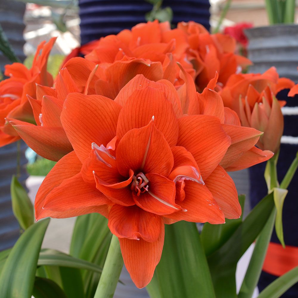 Amaryllis Celica | White Flower Farm