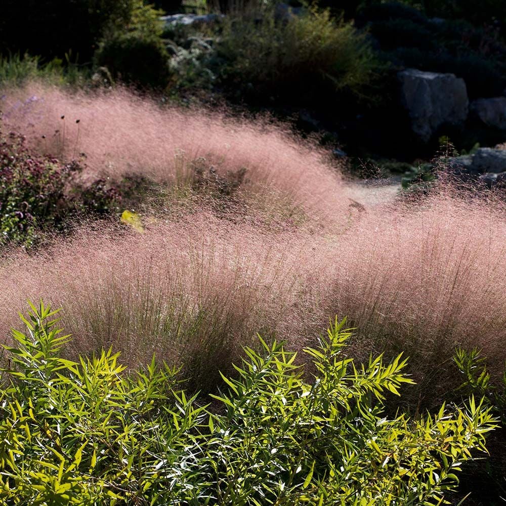 Ornamental Grass: Muhlenbergia reverchonii Undaunted®