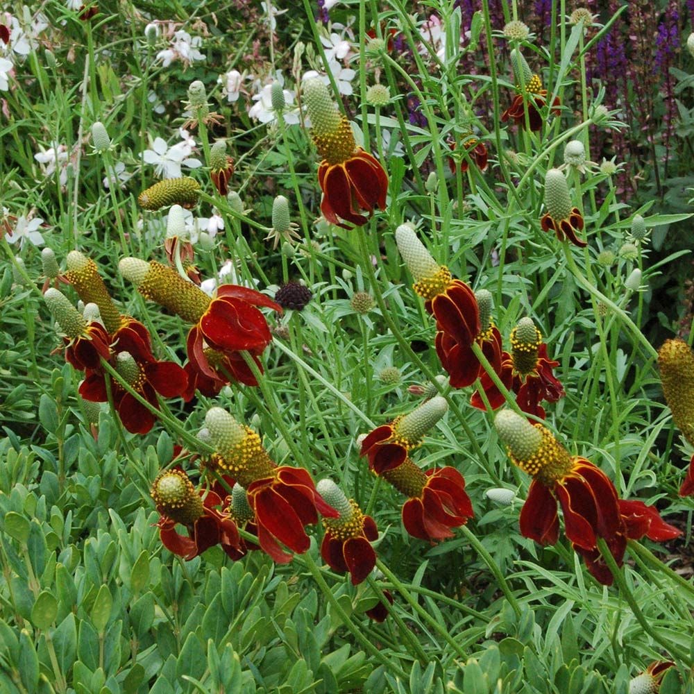 Ratibida columnifera 'Red Midget'