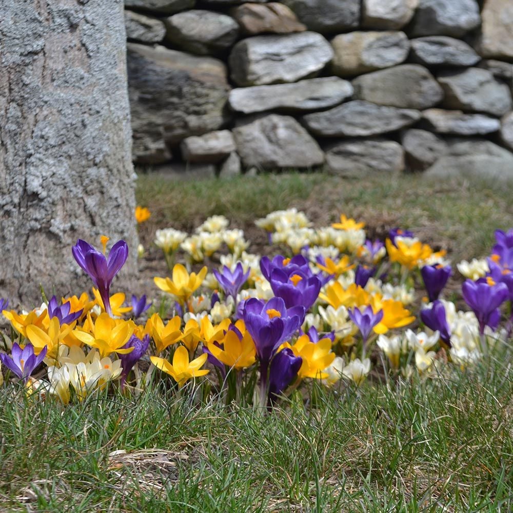 Farewell to Winter Crocus Mix