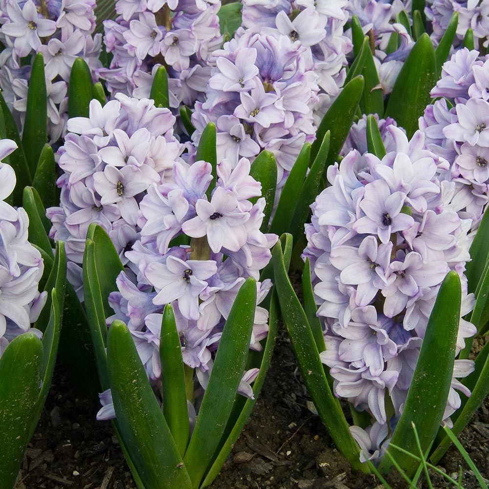 Hyacinthus orientalis  