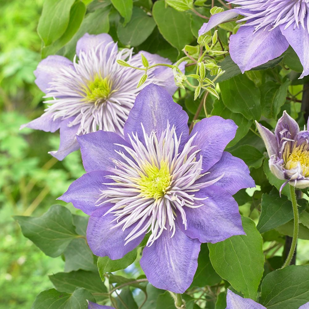 Clematis Crystal Fountain™ Regal®