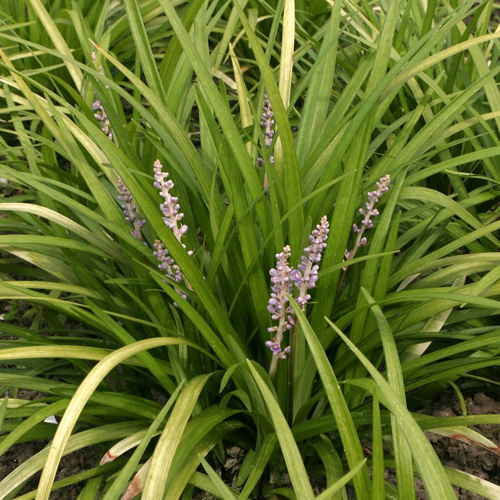 Liriope White Flower Farm