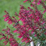 Annual Salvia