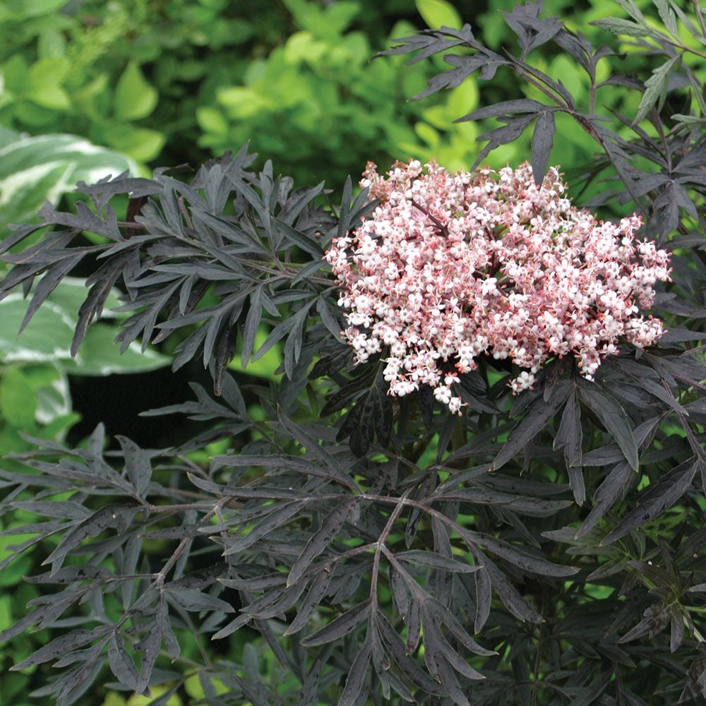 Sambucus nigra f. porphyrophylla Black Lace®