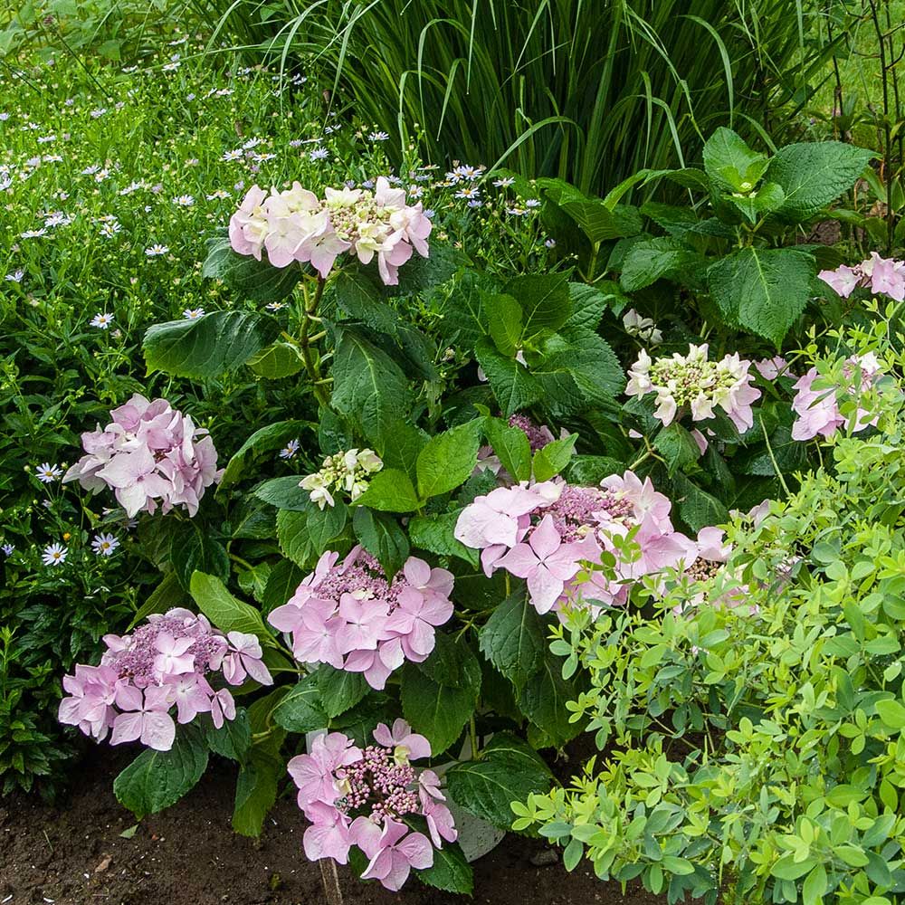 Hydrangea macrophylla Let's Dance® Diva! - 1 gallon pot | White