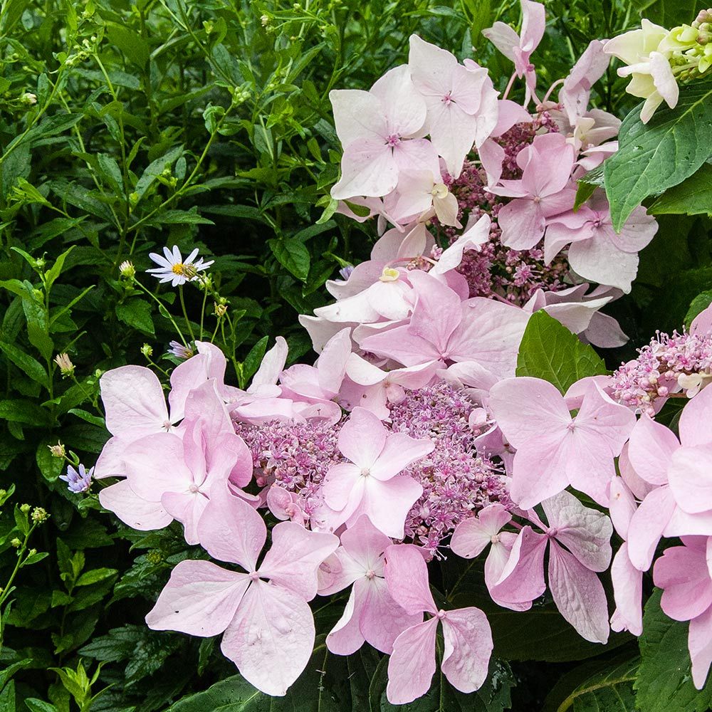 Hydrangea macrophylla Let's Dance® Diva! - 1 gallon pot | White
