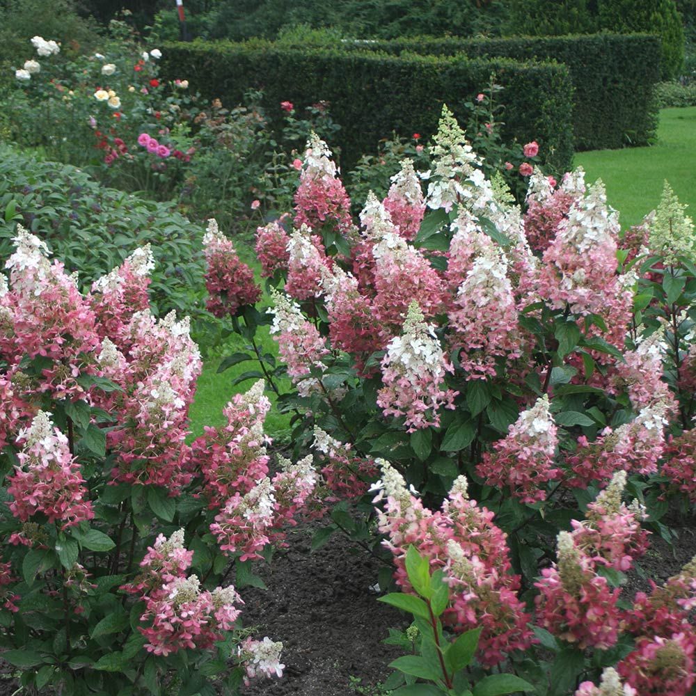 Hydrangea paniculata Pinky Winky - Thumbnail 3