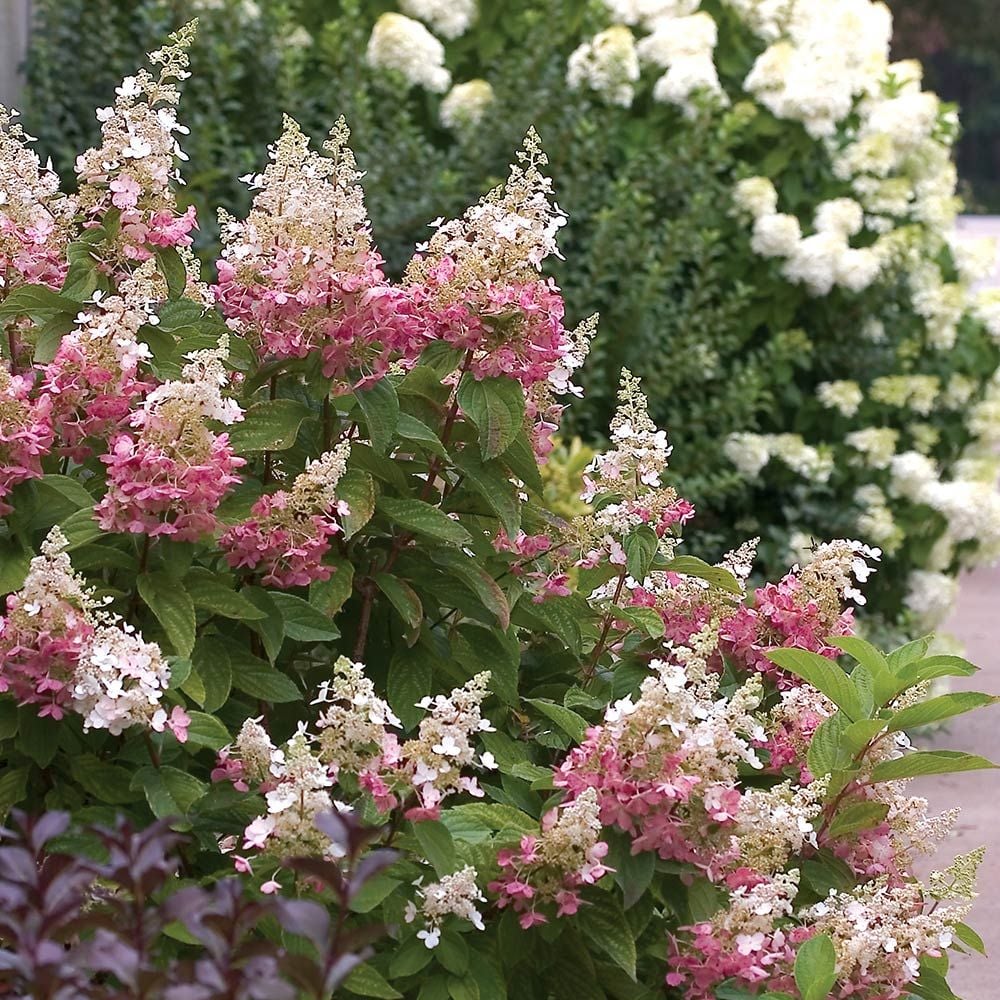 Hydrangea paniculata Pinky Winky®