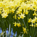  Narcissus 'Lemon Sailboat'