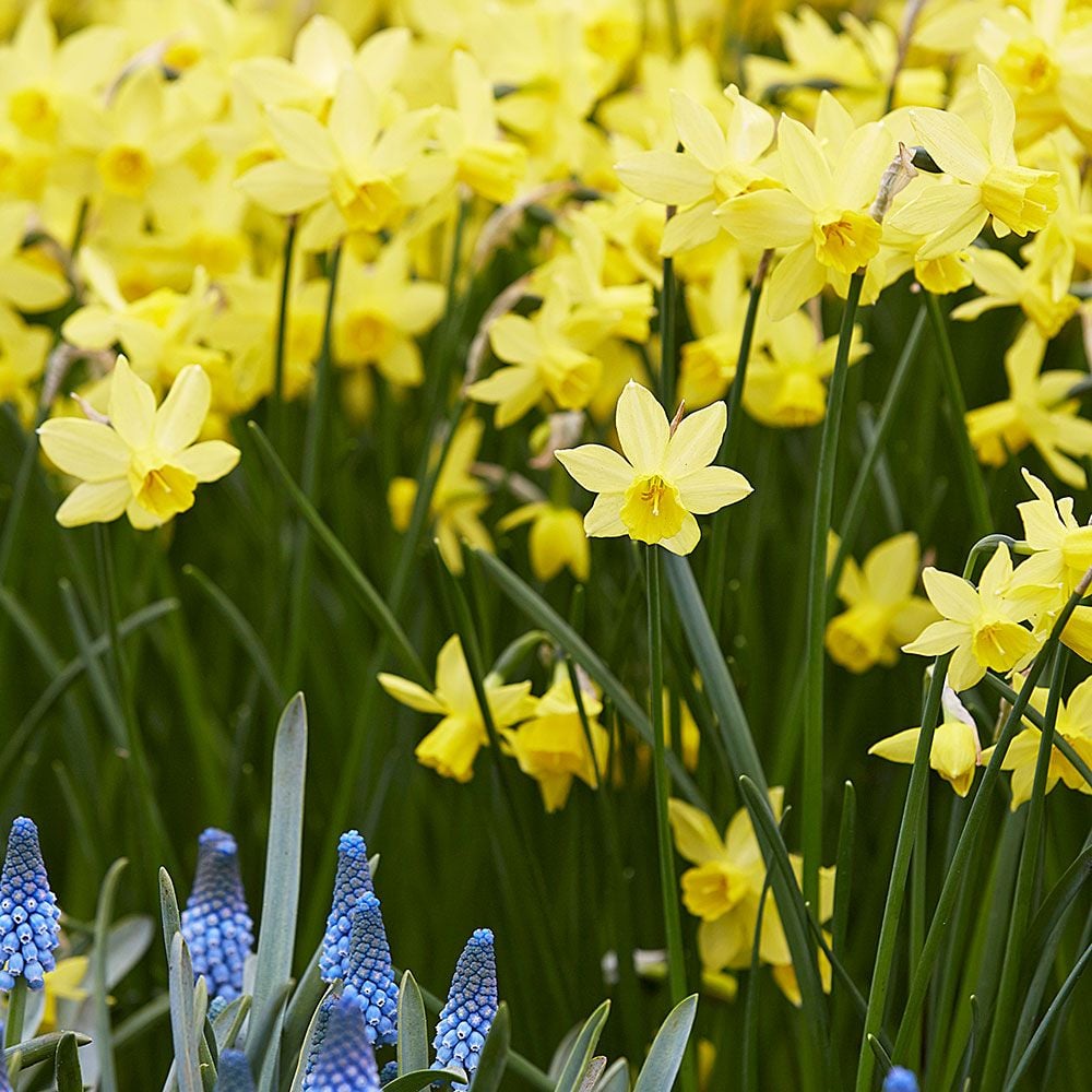 Narcissus 'Lemon Sailboat'