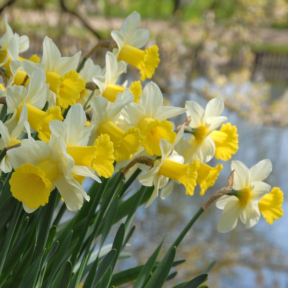 Narcissus 'Peeping Jenny' White Flower Farm