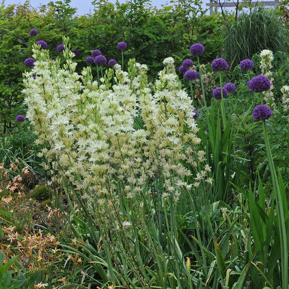 Camassia leichtlinii Semiplena | White Flower Farm