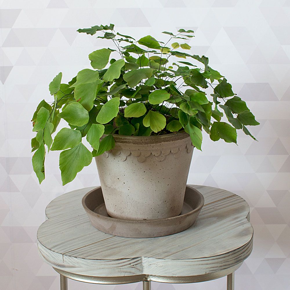 Silver Dollar Fern | White Flower Farm