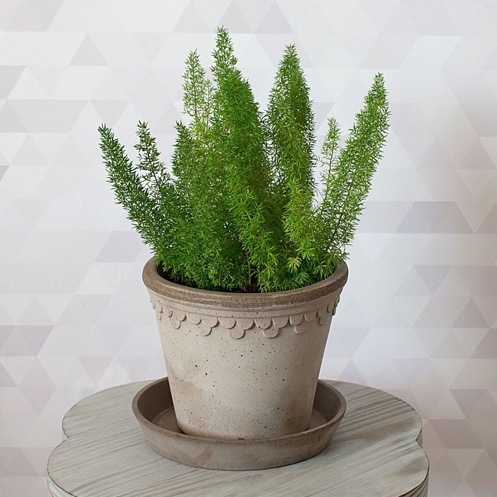 Foxtail Fern, Asparagus Fern – Eureka Farms