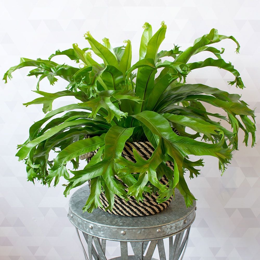 Bird�s Nest Fern Crissie White Flower Farm