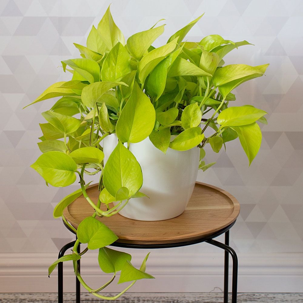 Pothos Neon | White Flower Farm