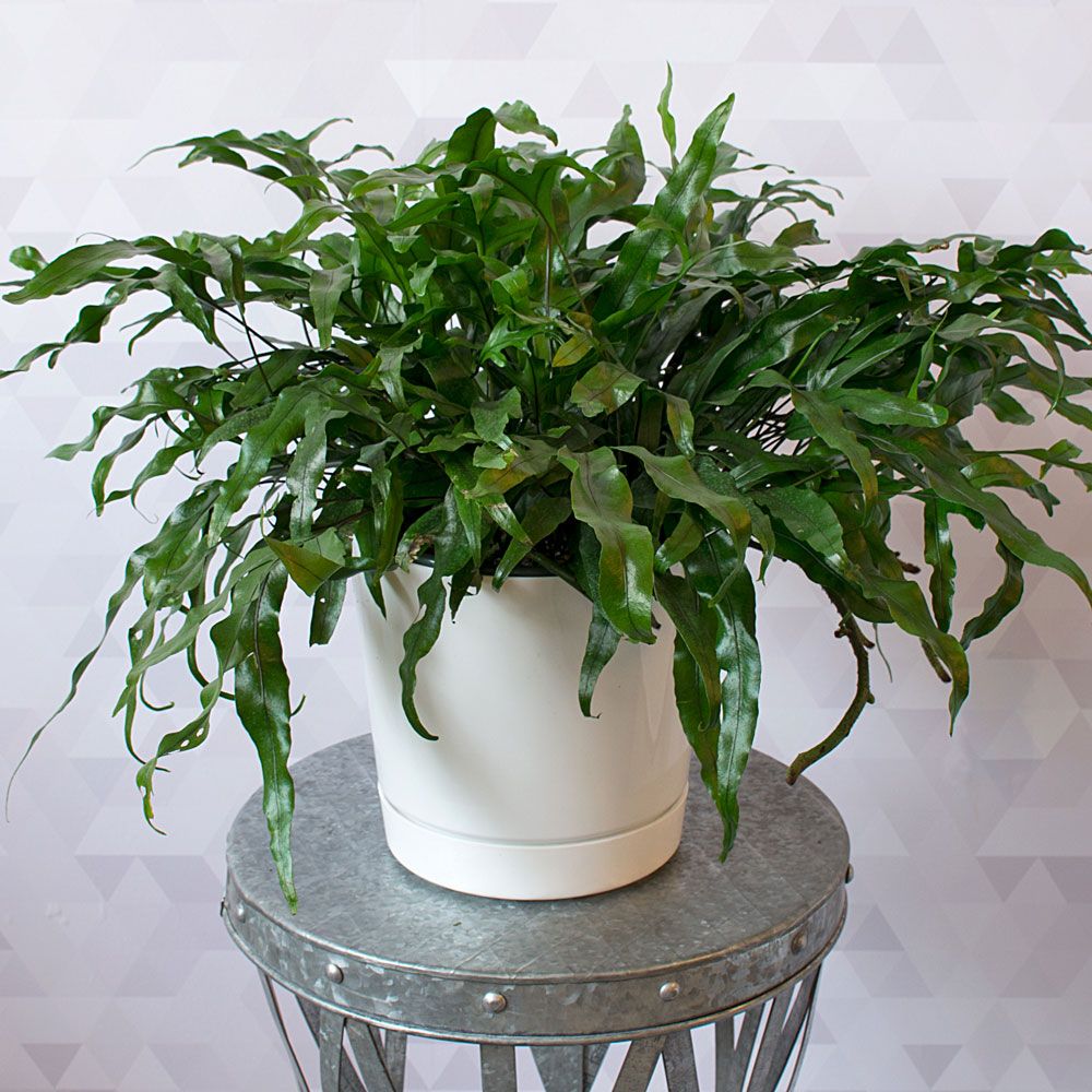 Kangaroo Fern | White Flower Farm