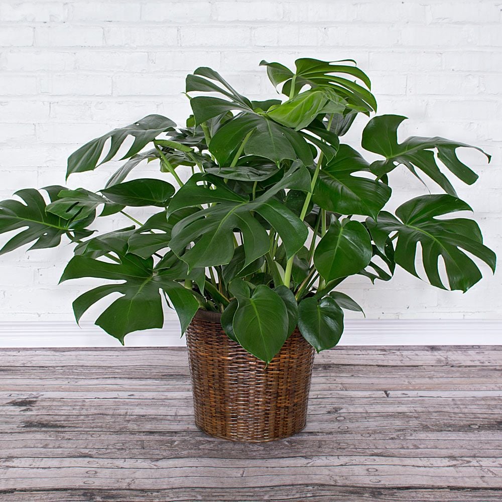 Split-Leaf Philodendron in woven basket