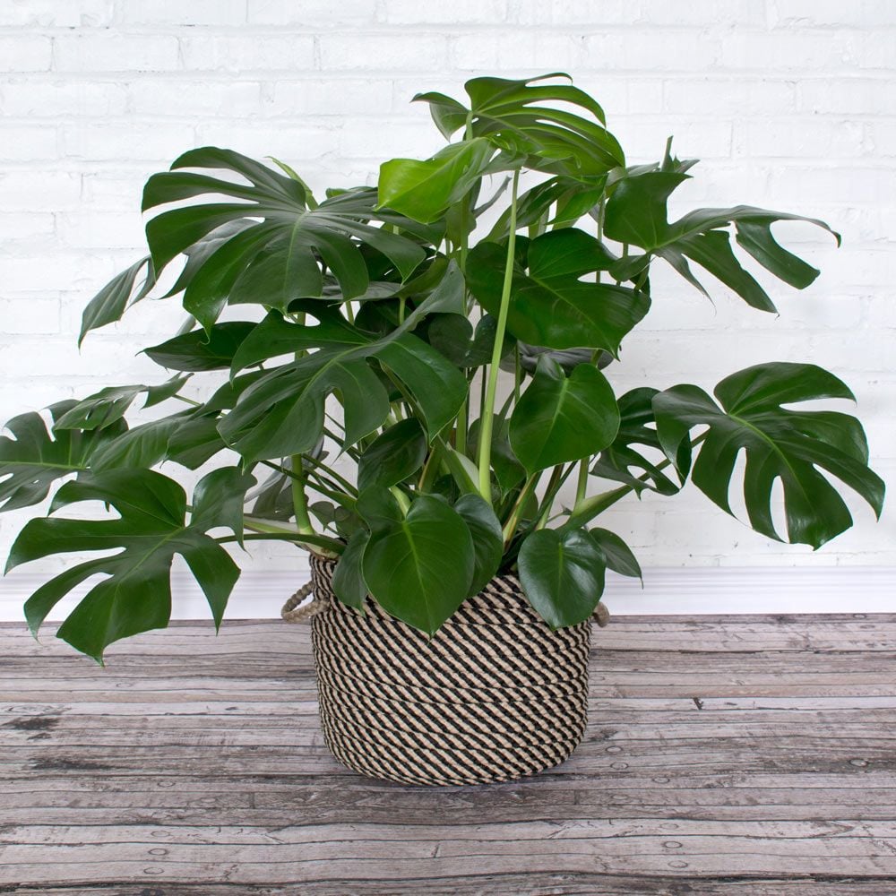 Split-Leaf Philodendron | White Flower Farm