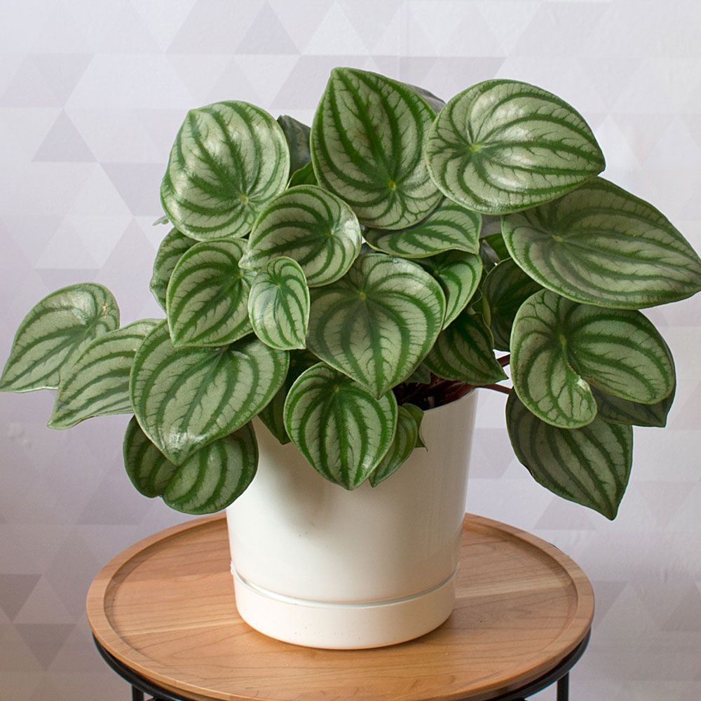 Watermelon Peperomia  White Flower Farm