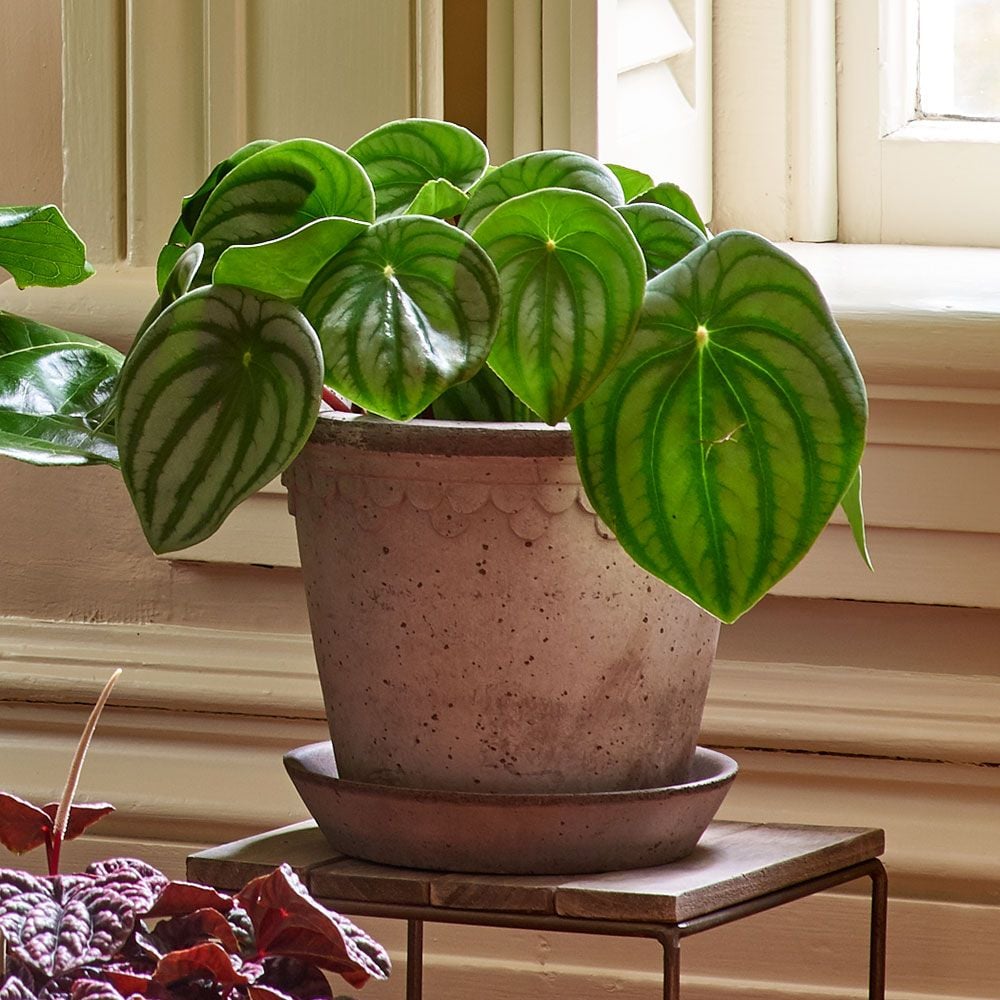Watermelon Peperomia