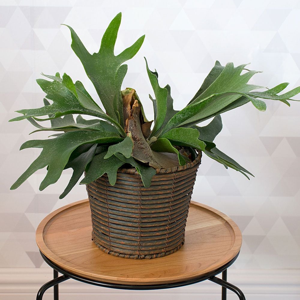 Staghorn Fern