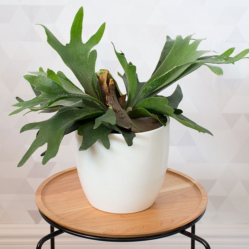 Staghorn Fern White Flower Farm
