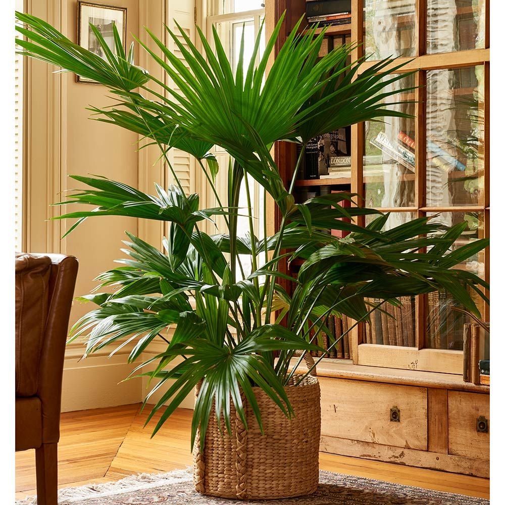 Chinese Fan Palm  White Flower Farm