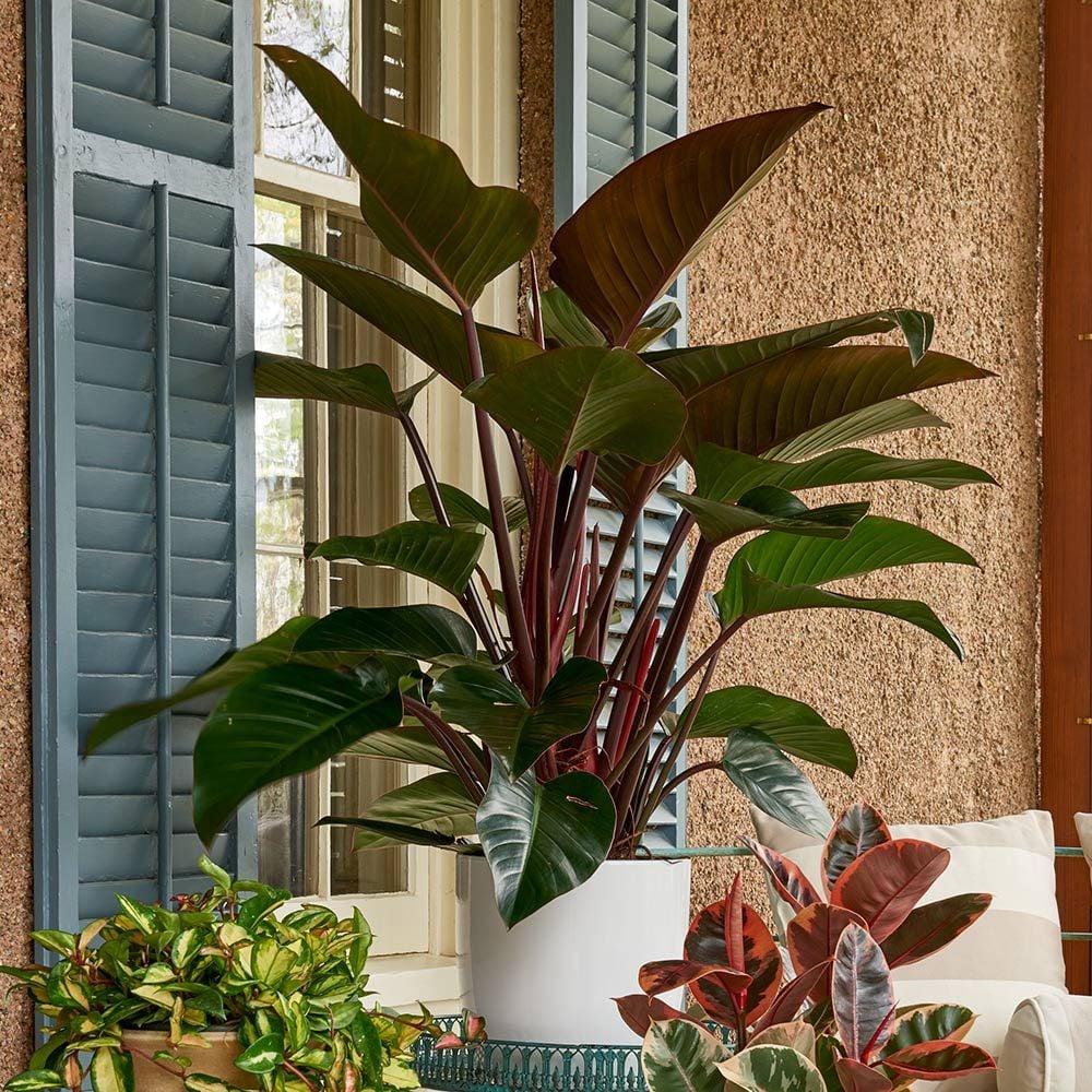 Philodendron 'Congo Rojo' | White Flower Farm Philodendron 'Congo Rojo' | White Flower Farm