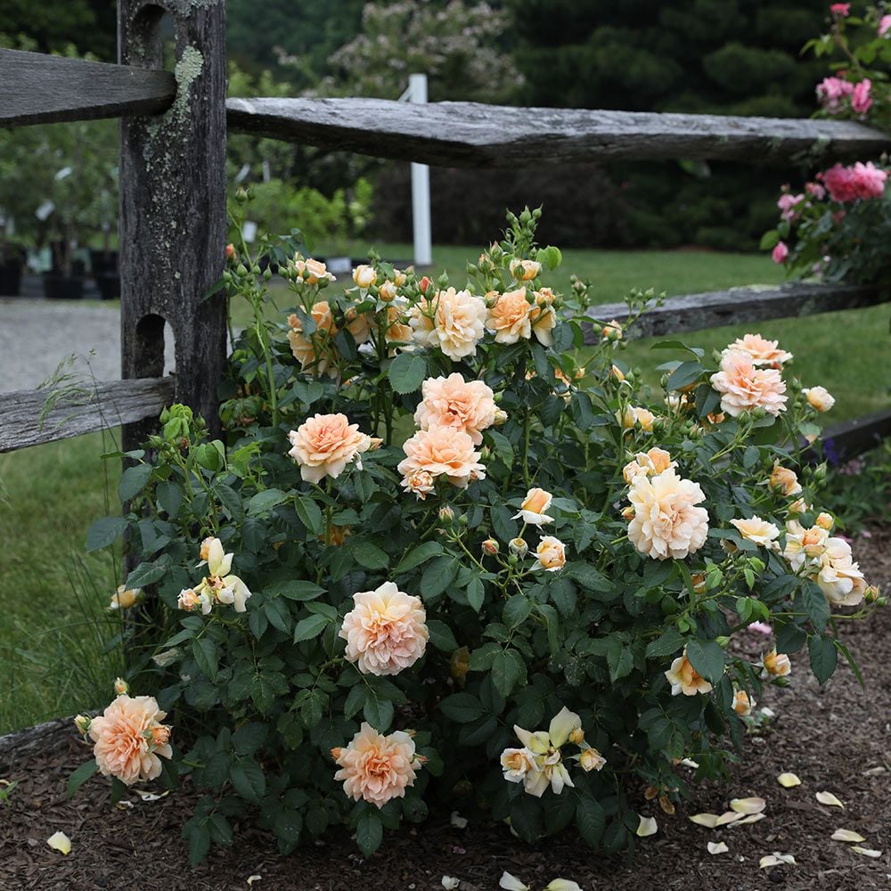 Rose At Last™ | White Flower Farm