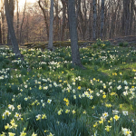 Best-Selling Daffodils