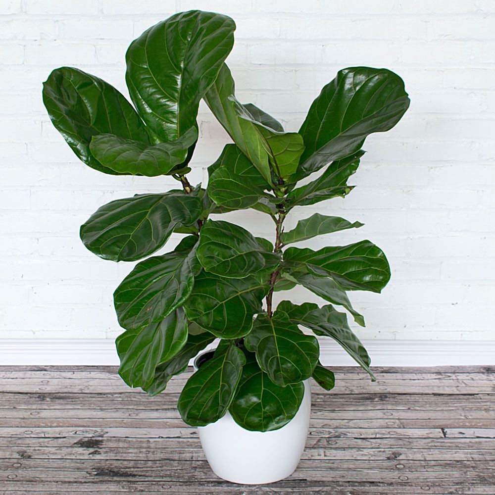 Fiddleleaf Fig White Flower Farm
