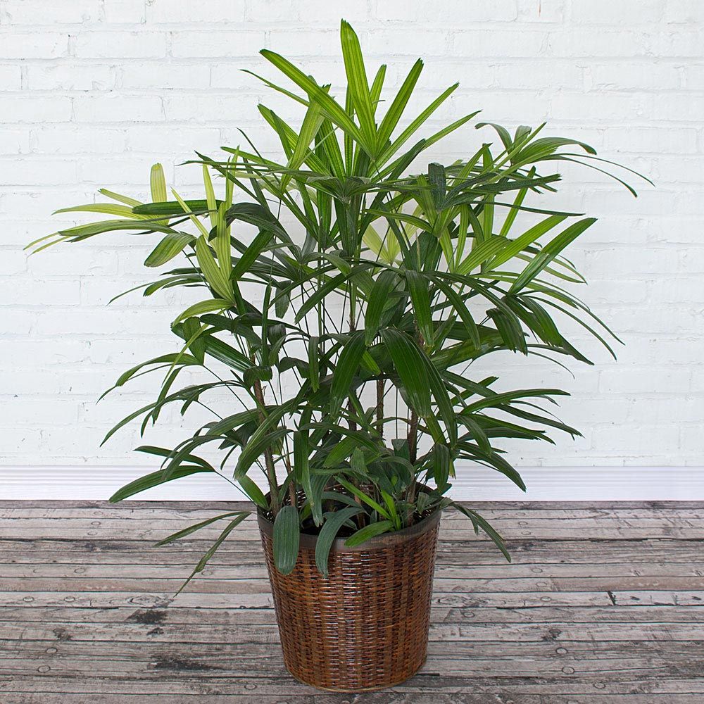 Lady Palm in woven basket