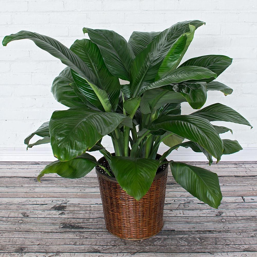 Peace Lily 'Sensation'
