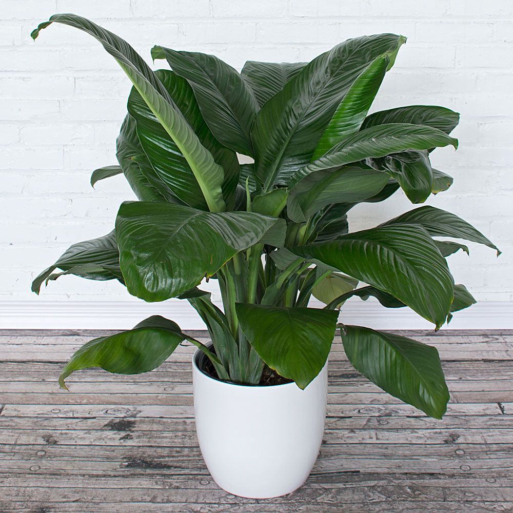 Peace Lily 'Sensation'