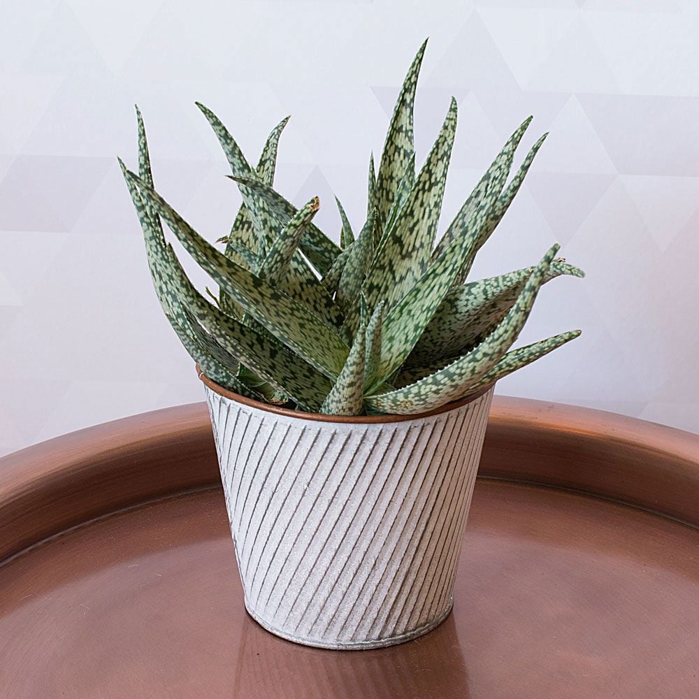 Aloe 'White Beauty' in metal cachepot