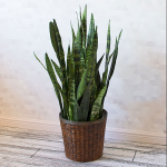  Snake Plant 'Black Coral' in woven basket