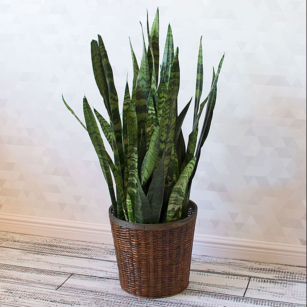 Snake Plant 'Black Coral' in woven basket