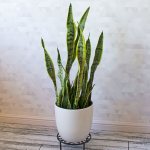  Variegated Snake Plant