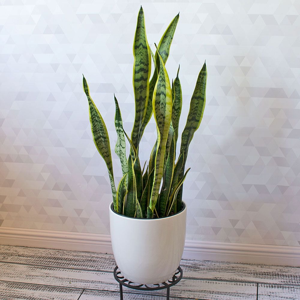 Variegated Snake Plant