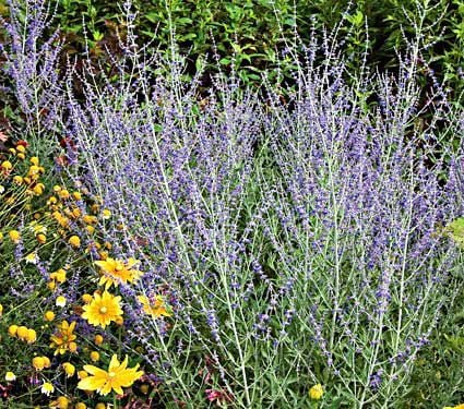 Russian Sage