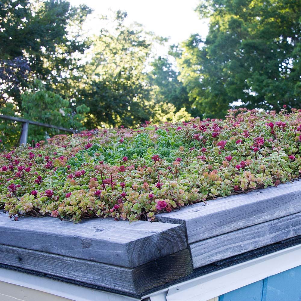 Sedum Tile® Color Splash White Flower Farm