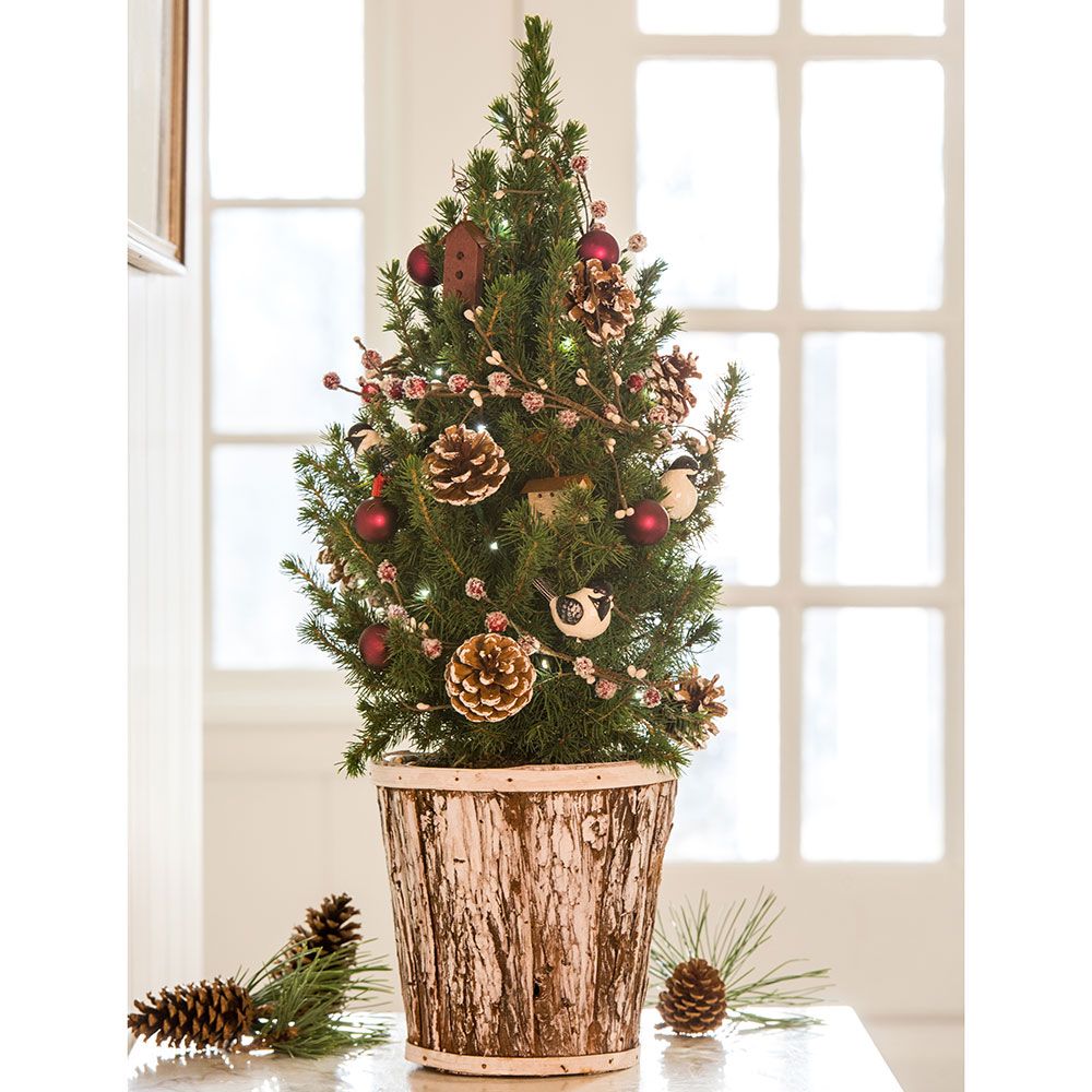 107 Live Mini Christmas Trees All About Christmas Decoration 2018